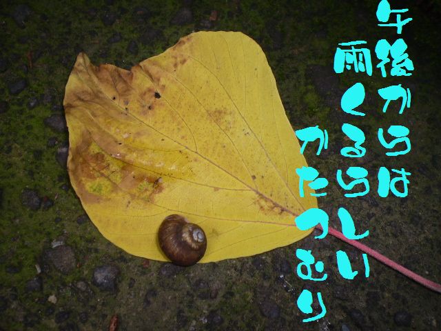 �����R�̂��₶�̂Ԃ₫