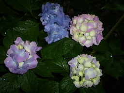 �����R�̂��₶�̂Ԃ₫