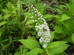 �����R�̂��₶�̂Ԃ₫