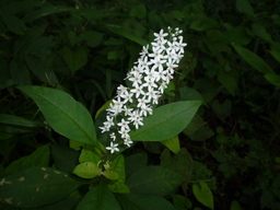 �����R�̂��₶�̂Ԃ₫