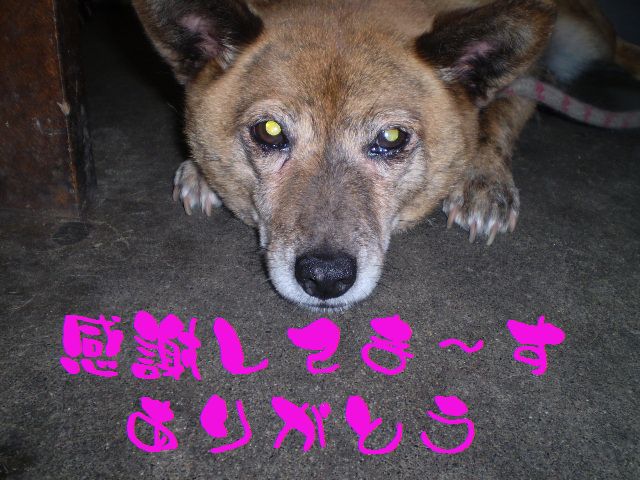 �����R�̂��₶�̂Ԃ₫