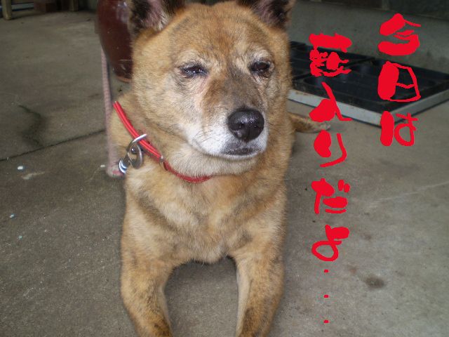 �����R�̂��₶�̂Ԃ₫