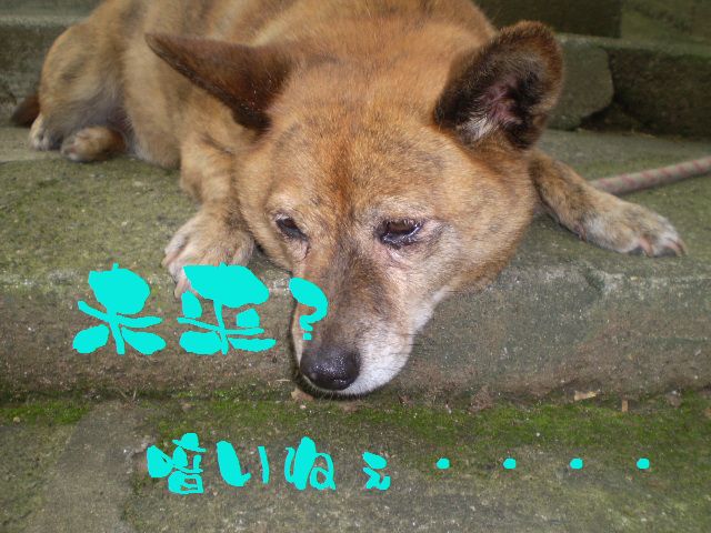 �����R�̂��₶�̂Ԃ₫