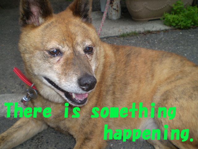 �����R�̂��₶�̂Ԃ₫