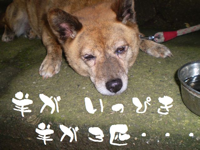 �����R�̂��₶�̂Ԃ₫