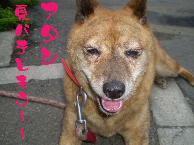 �����R�̂��₶�̂Ԃ₫