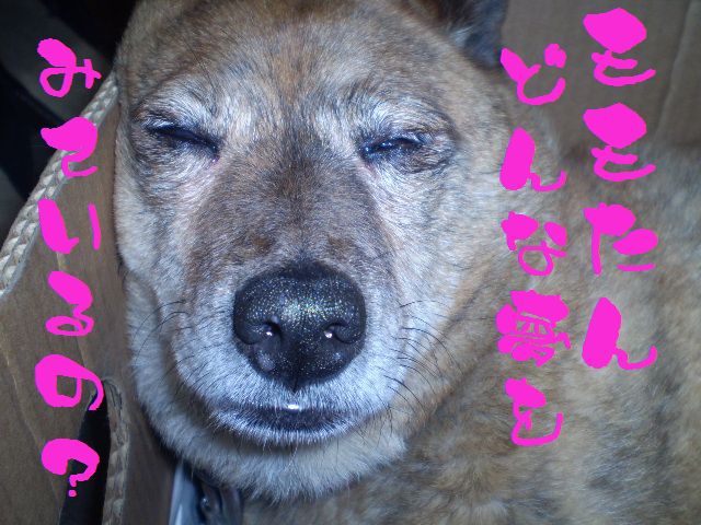 �����R�̂��₶�̂Ԃ₫