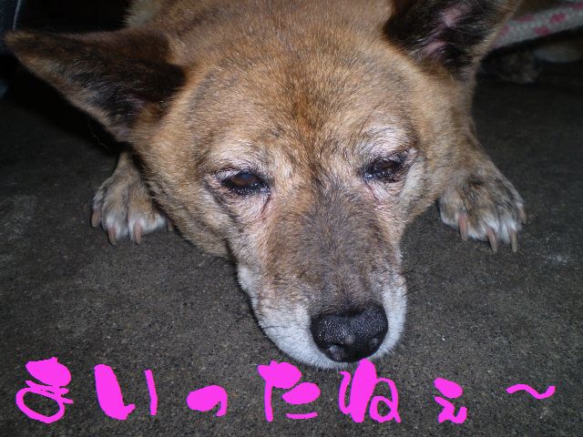 �����R�̂��₶�̂Ԃ₫