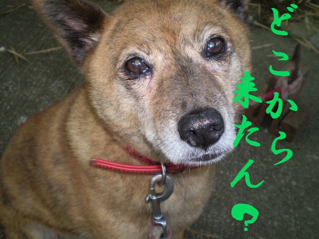 �����R�̂��₶�̂Ԃ₫