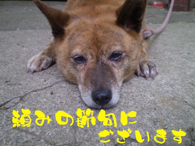 �����R�̂��₶�̂Ԃ₫