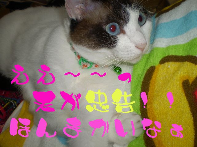 �����R�̂��₶�̂Ԃ₫