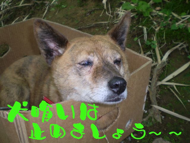 �����R�̂��₶�̂Ԃ₫