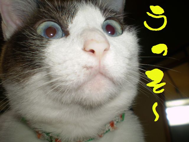 �����R�̂��₶�̂Ԃ₫