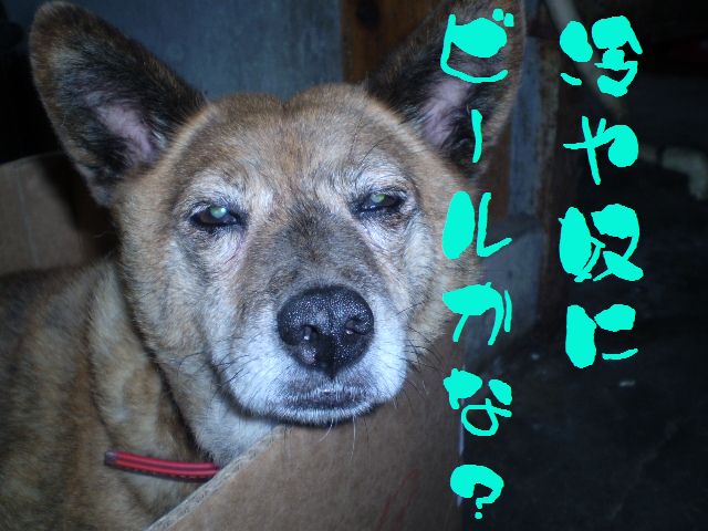 �����R�̂��₶�̂Ԃ₫