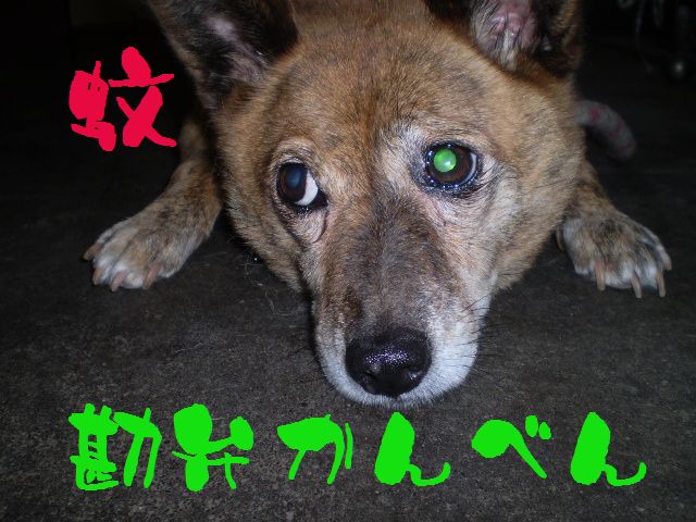 �����R�̂��₶�̂Ԃ₫