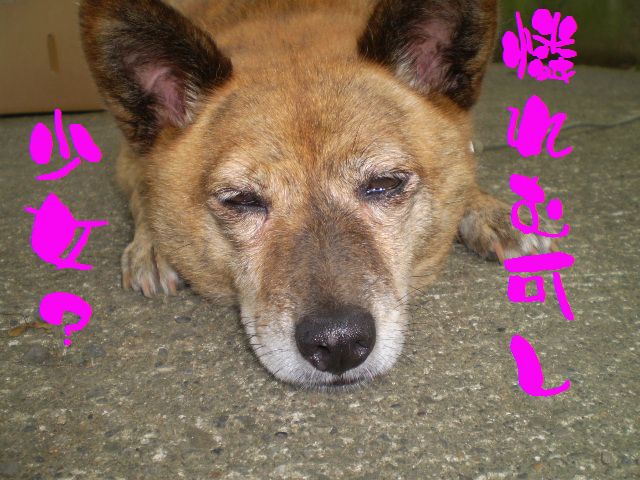 �����R�̂��₶�̂Ԃ₫