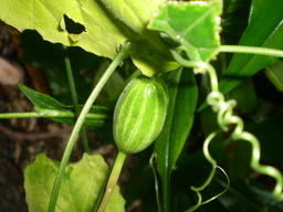 �����R�̂��₶�̂Ԃ₫