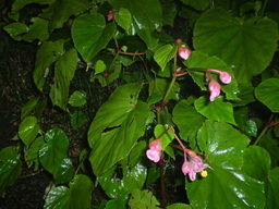 �����R�̂��₶�̂Ԃ₫