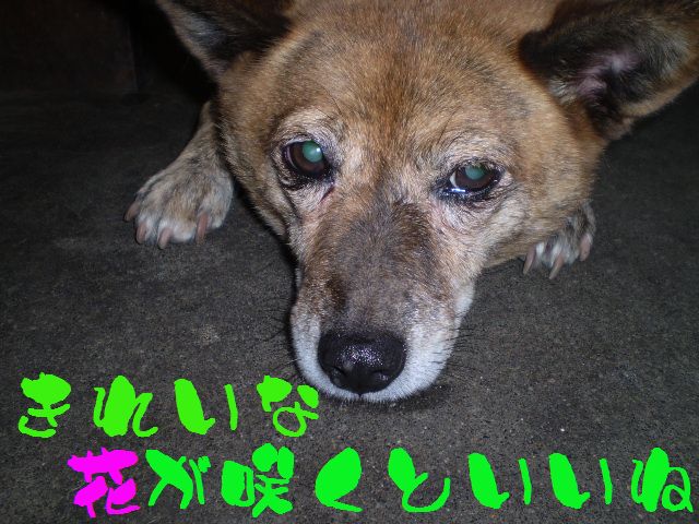 �����R�̂��₶�̂Ԃ₫