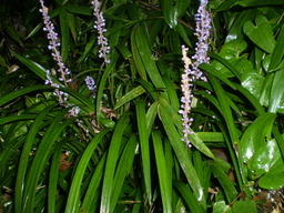 �����R�̂��₶�̂Ԃ₫