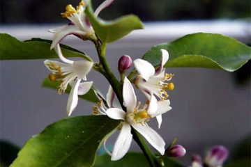 �����R�̂��₶�̂Ԃ₫