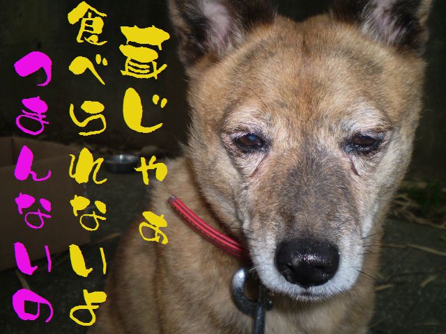 �����R�̂��₶�̂Ԃ₫