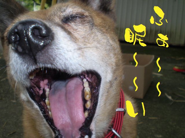 �����R�̂��₶�̂Ԃ₫