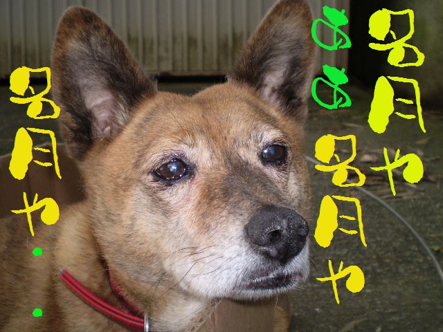 �����R�̂��₶�̂Ԃ₫