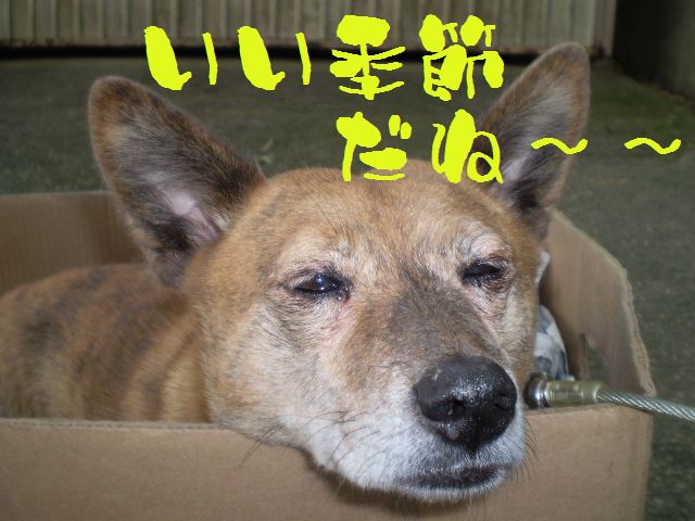 �����R�̂��₶�̂Ԃ₫