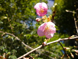 �����R�̂��₶�̂Ԃ₫