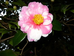 �����R�̂��₶�̂Ԃ₫