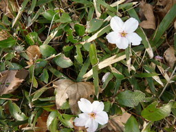 �����R�̂��₶�̂Ԃ₫