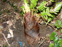 �����R�̂��₶�̂Ԃ₫