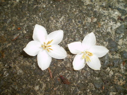 �����R�̂��₶�̂Ԃ₫