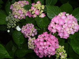 �����R�̂��₶�̂Ԃ₫