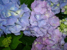 �����R�̂��₶�̂Ԃ₫