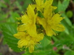 �����R�̂��₶�̂Ԃ₫