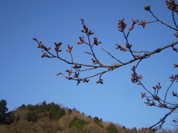 �����R�̂��₶�̂Ԃ₫