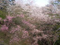 �����R�̂��₶�̂Ԃ₫