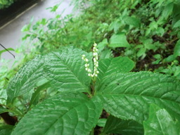 �����R�̂��₶�̂Ԃ₫