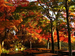 �����R�̂��₶�̂Ԃ₫