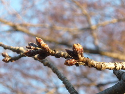 �����R�̂��₶�̂Ԃ₫