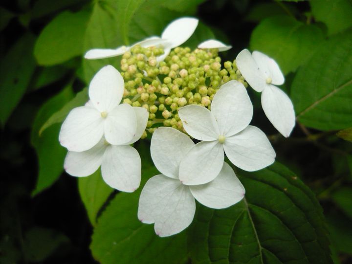 �����R�̂��₶�̂Ԃ₫