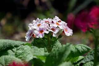 �悤�����I�A���G�X�ցB