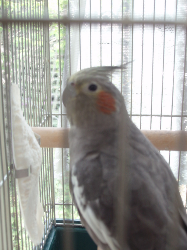 �悤�����I�A���G�X�ցB