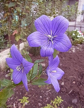 ���X�z������