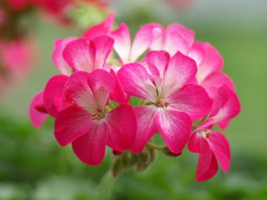 ���X�z������