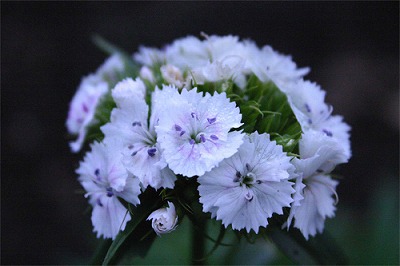 ���X�z������