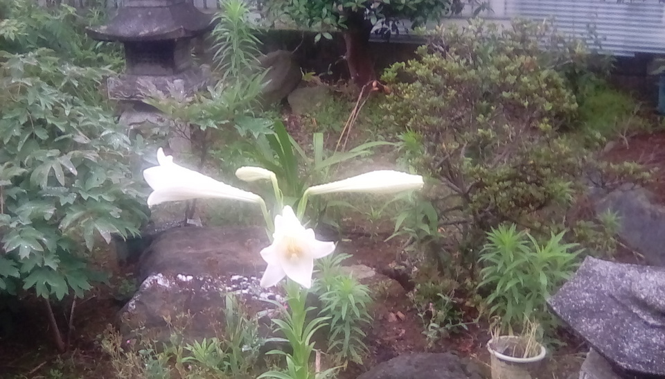 ���X�z������