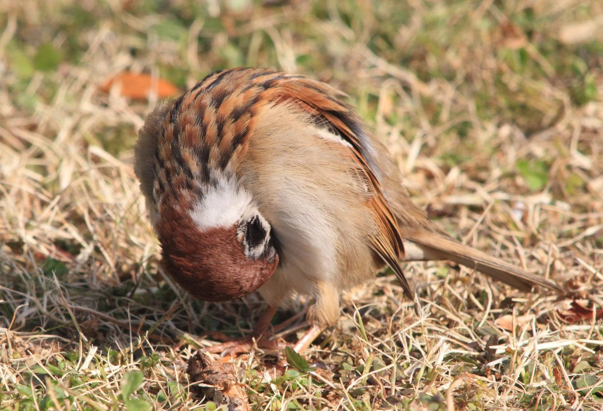 ���X�z������